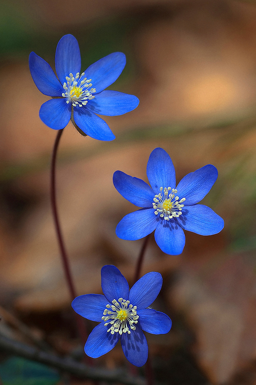 Blue Flowers Macro Wallpaper Flower For Mobile HD