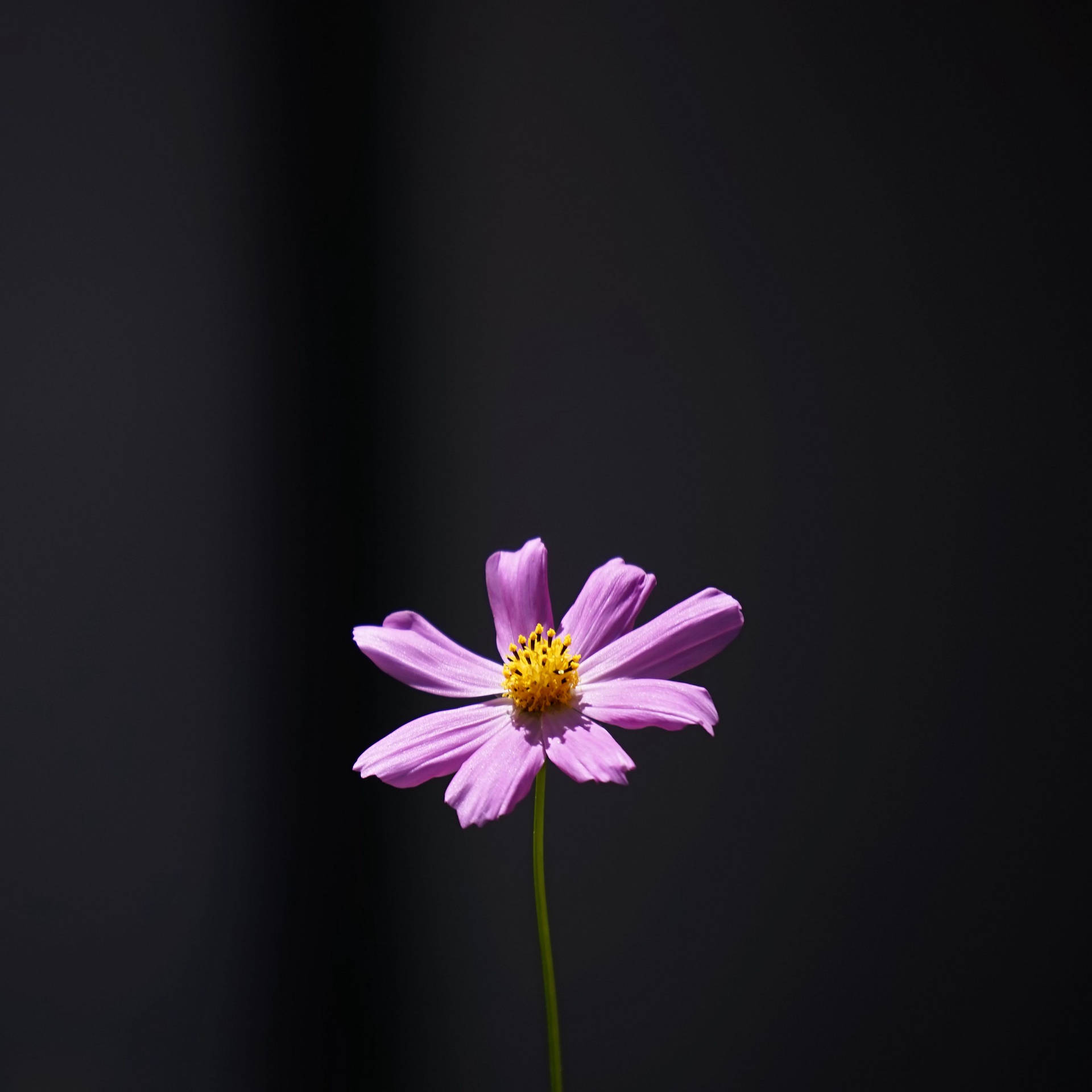 Minimalist Flower Wallpaper