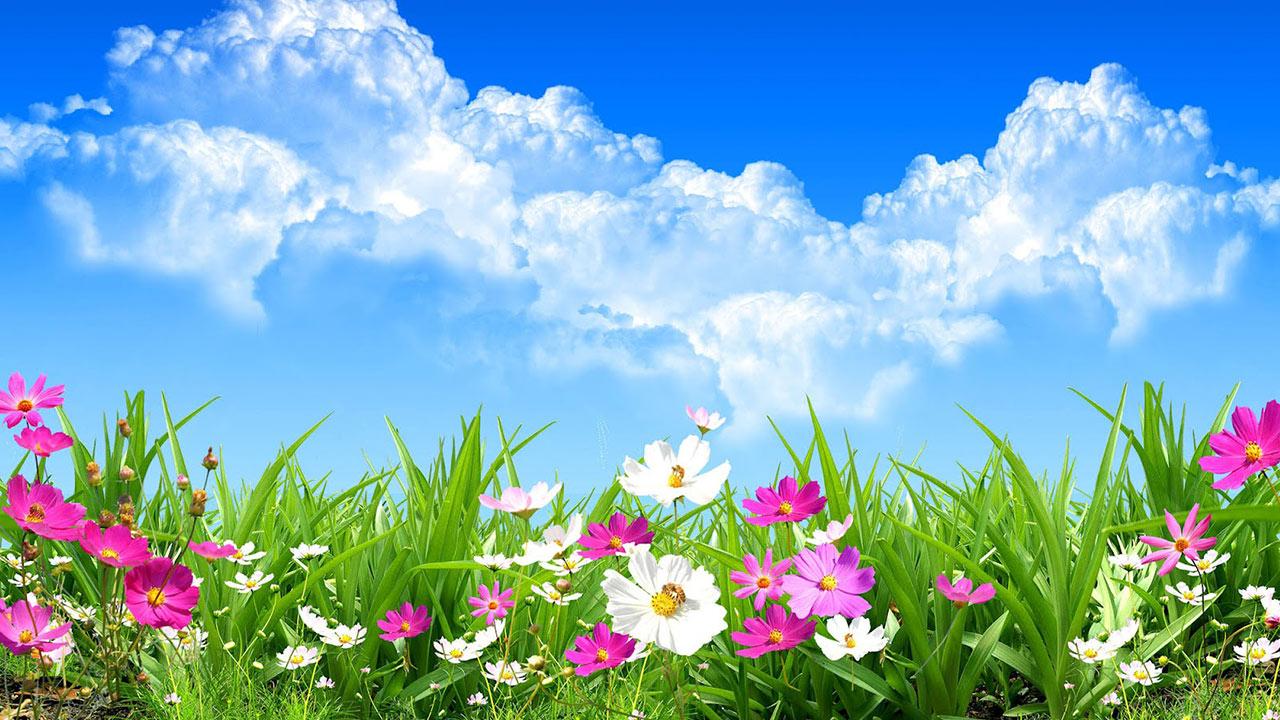 Flower Spring Live Wallpaper Android Apps On Google Play