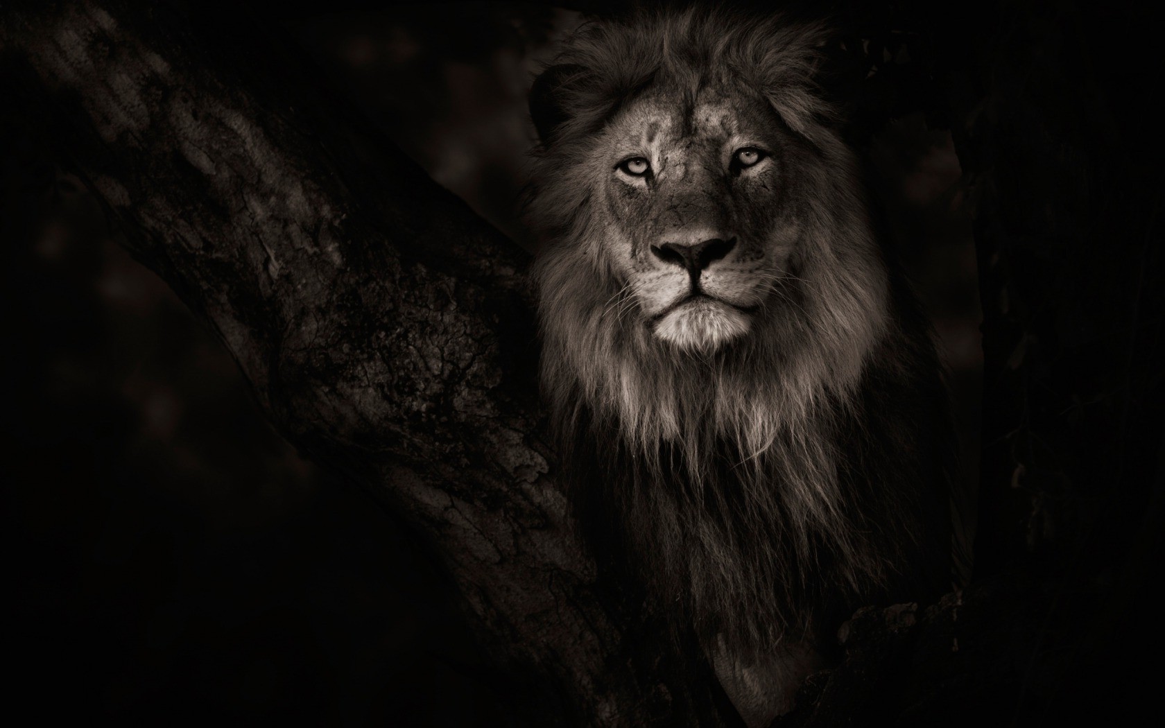 Animals Lion Wallpaper HD