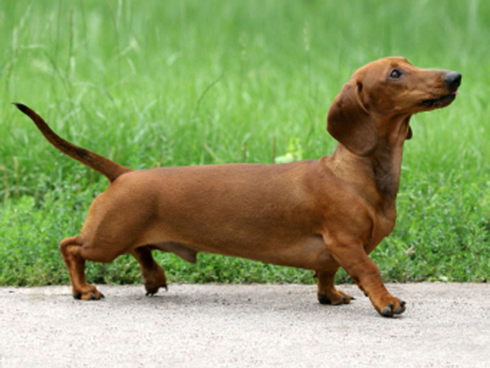 Dachshund Funny Wallpaper Pictures