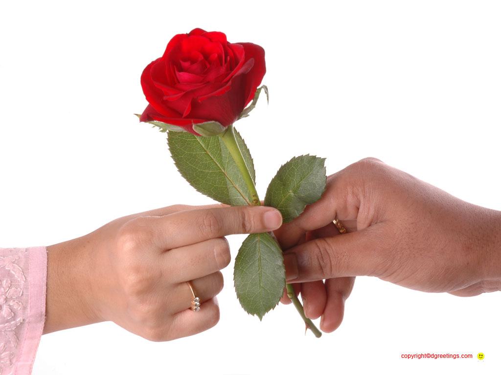 Free download love flower image [1024x768] for your Desktop ...