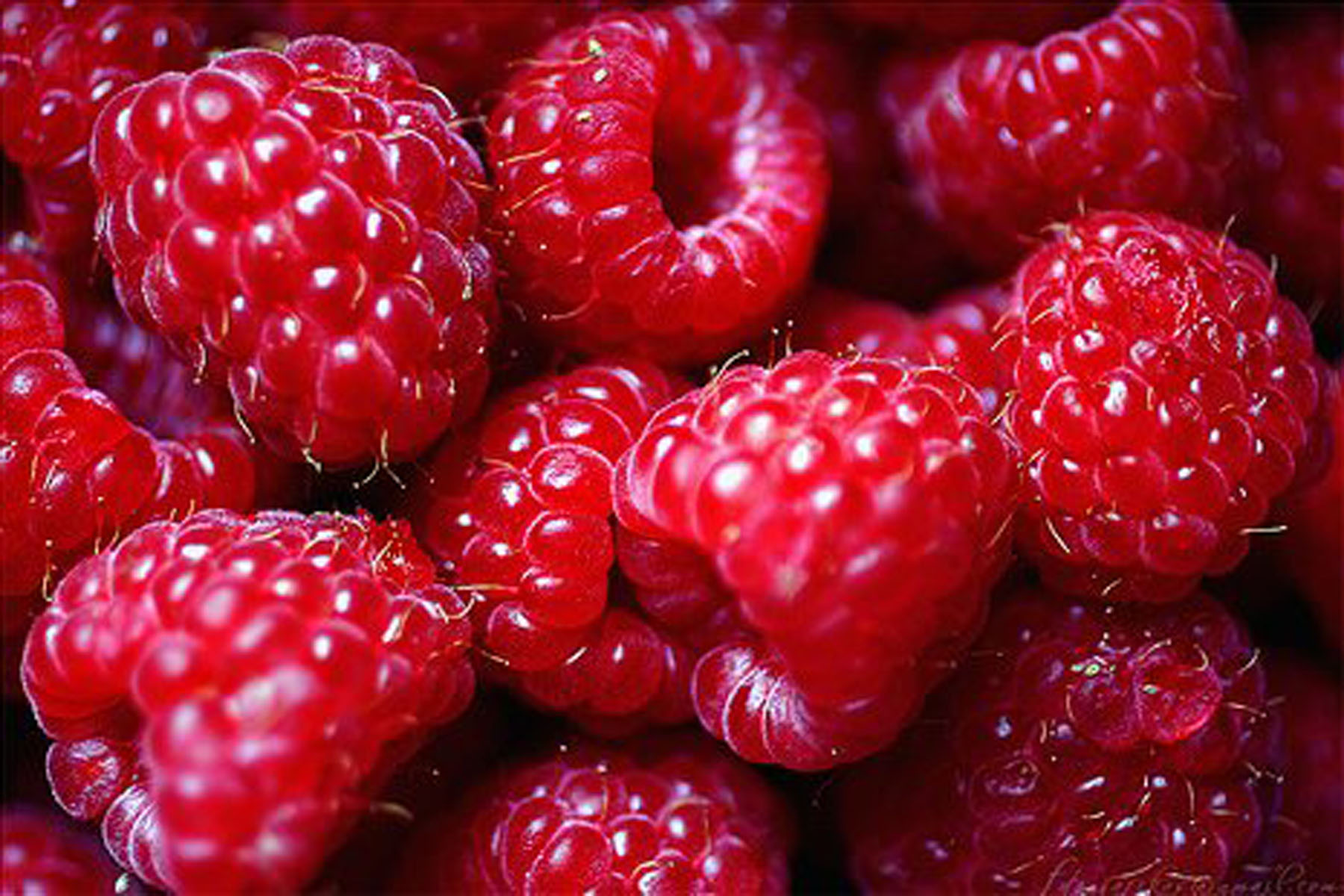 Raspberries Wallpaper Pc 5d84zue Wallpaperexpert