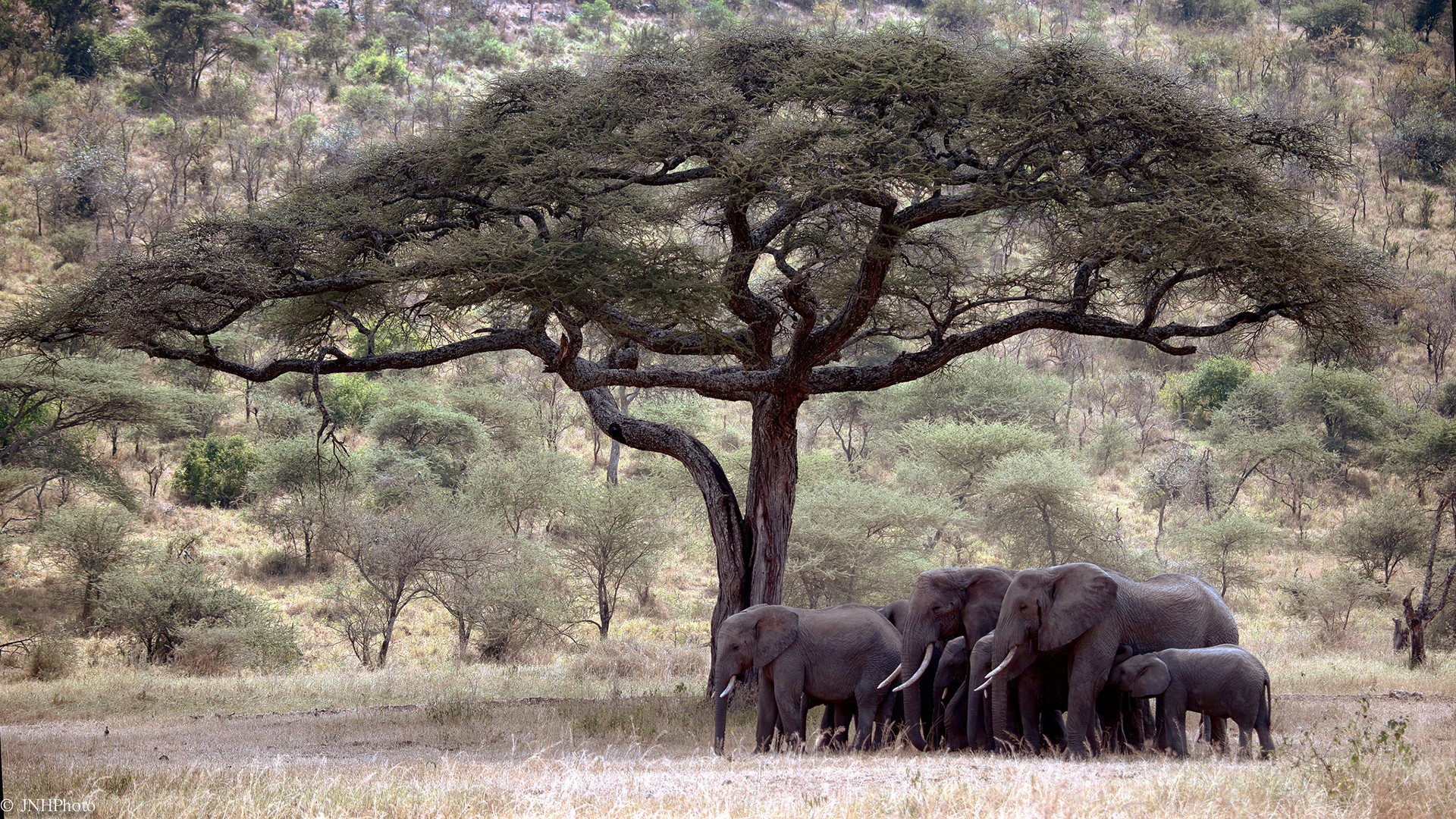 Family Of Elephants Under The Tree Wallpaper And Image