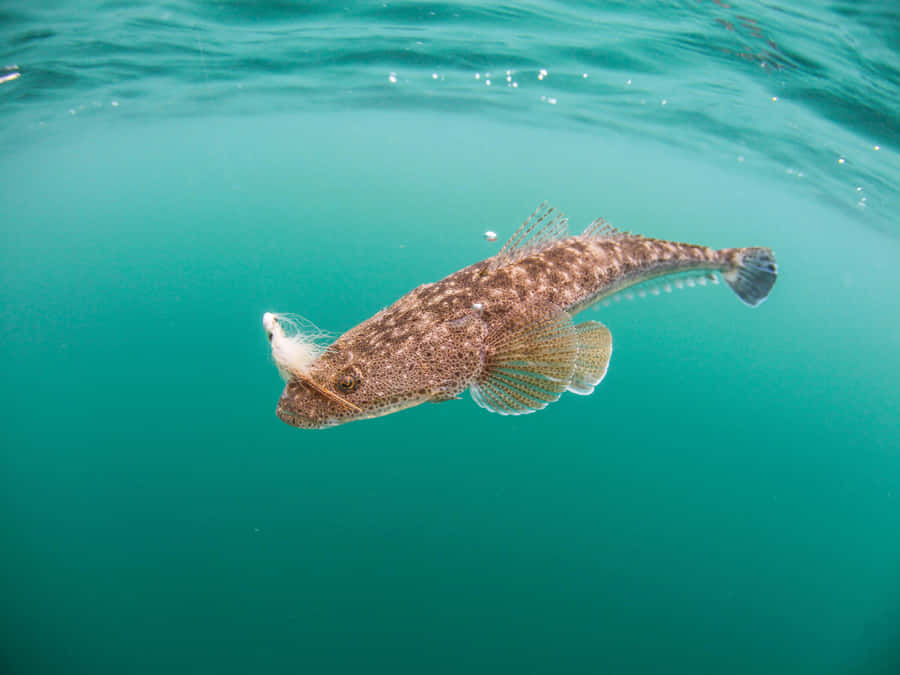 Flathead 5x8azwjblcfwfhgh Wallpaper