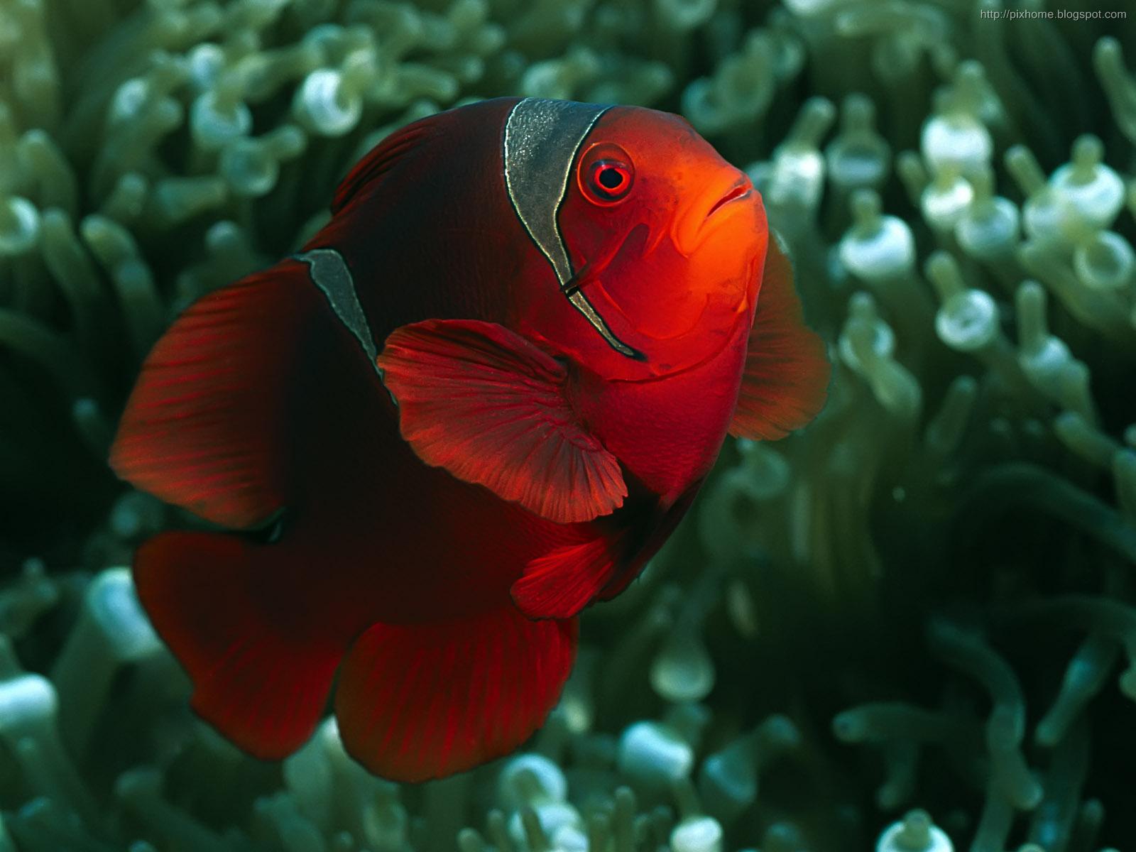 Underwater Sea Animal Creatures Plants Pictures Hq