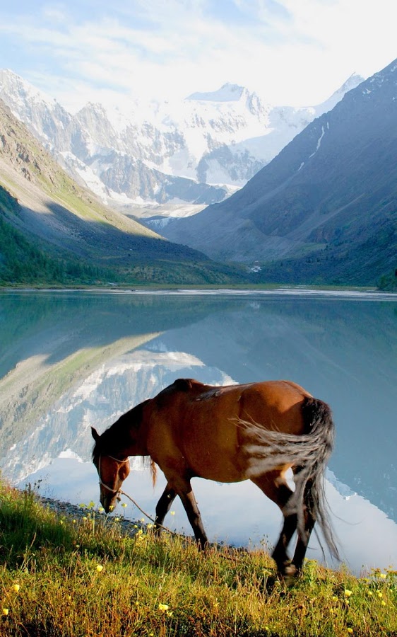 Horse HD Live Wallpaper Is The Animated For