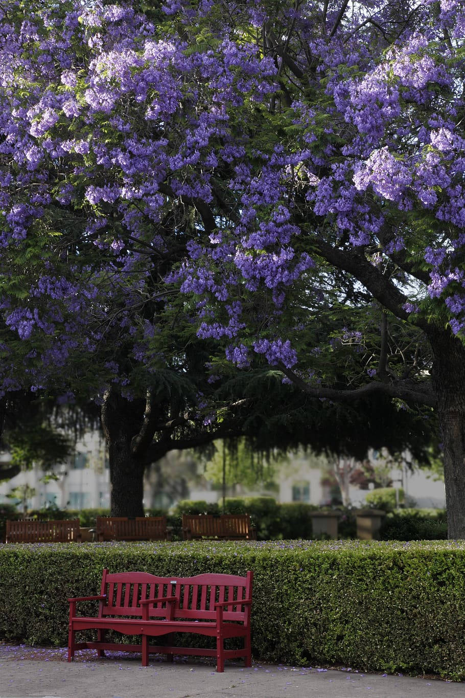 Top Purple Tree Wallpaper Full HD 4k To Use