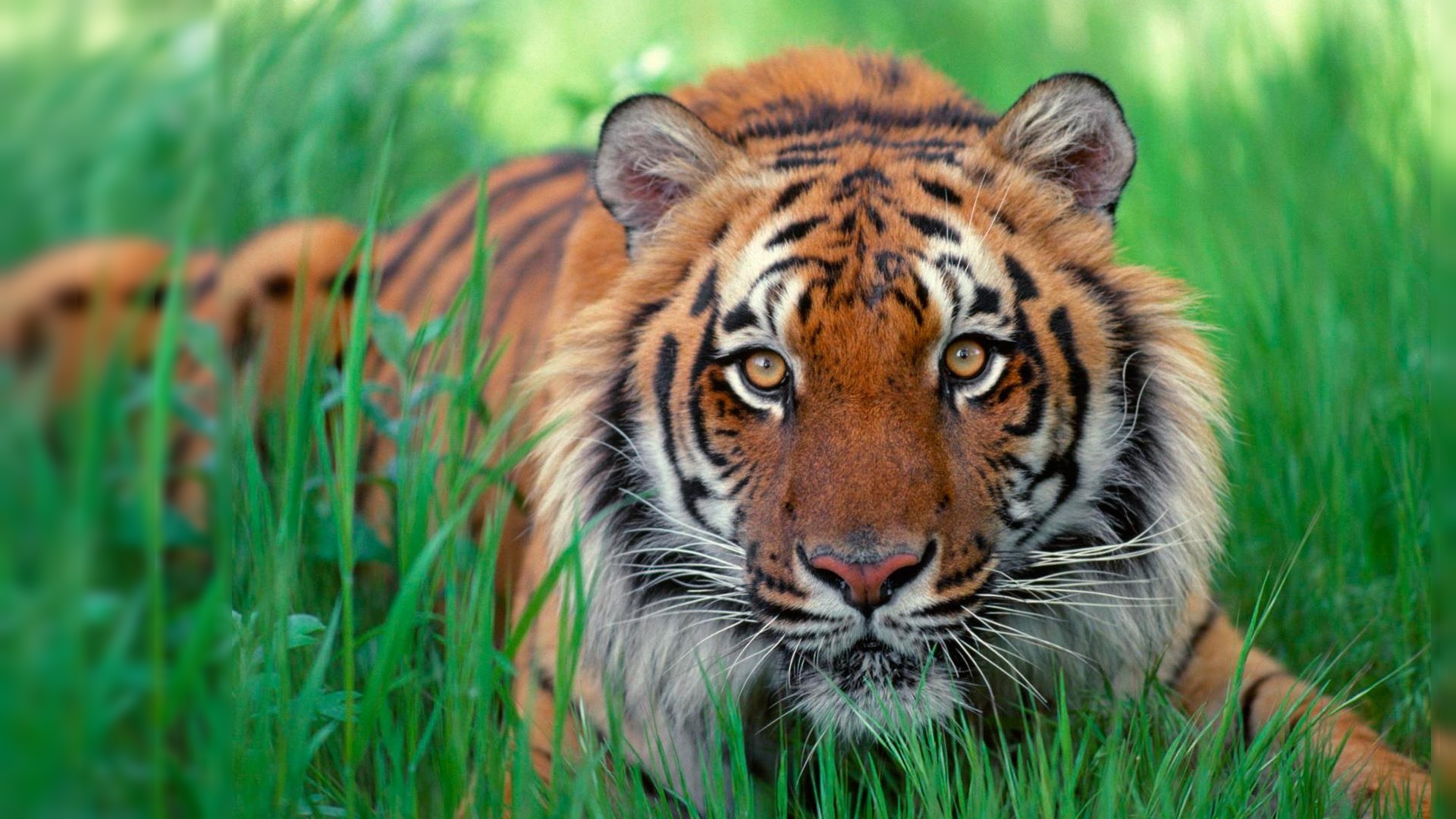 Wallpaper Desktop Tiger Detroit Tigers