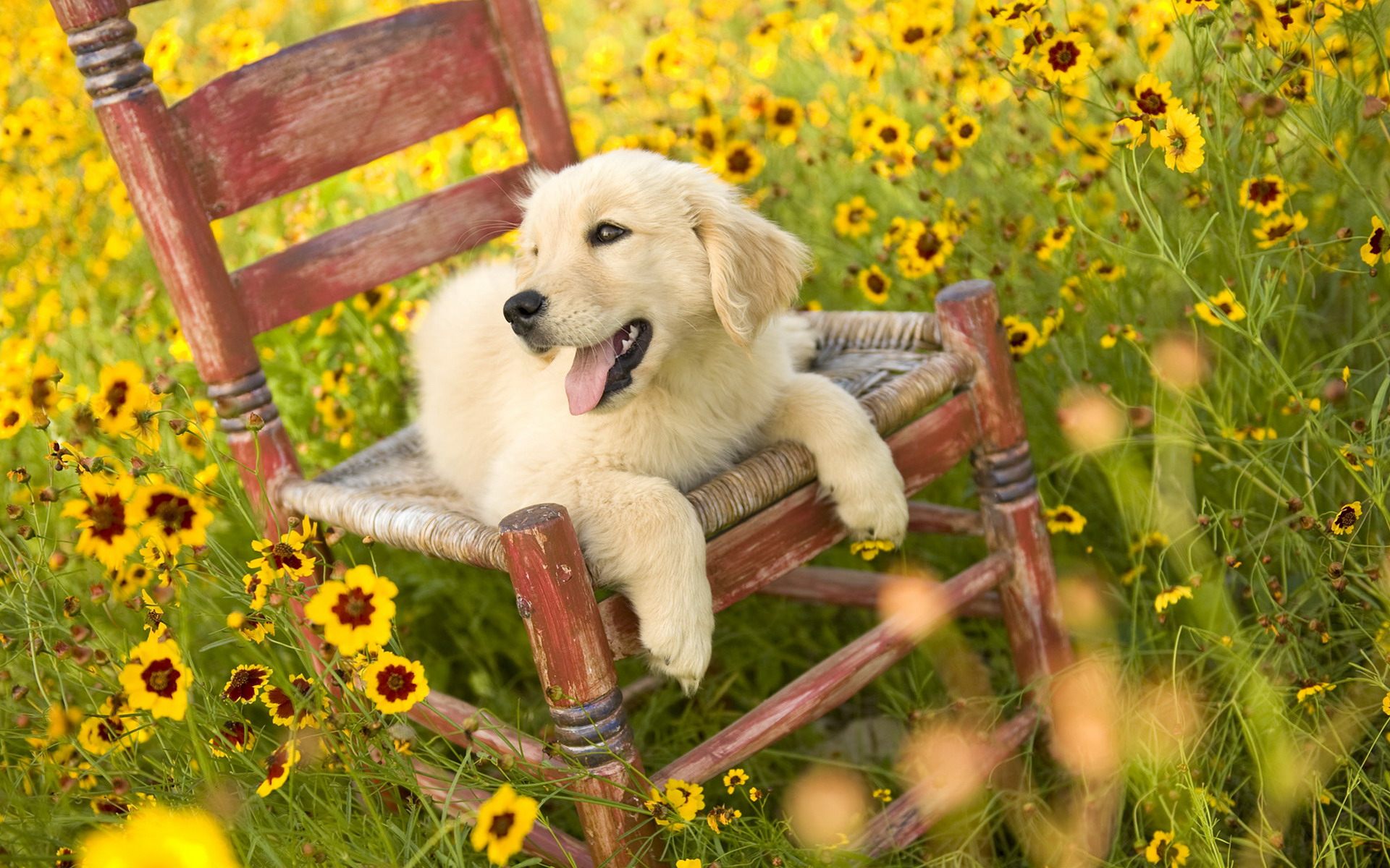 Golden Retriever Cute Puppy Wallpapers in HD for Desktop 1920x1200