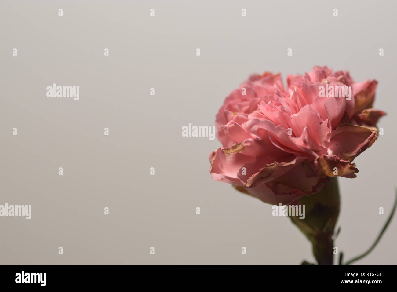 desktop background wallpaper flower photography cotton