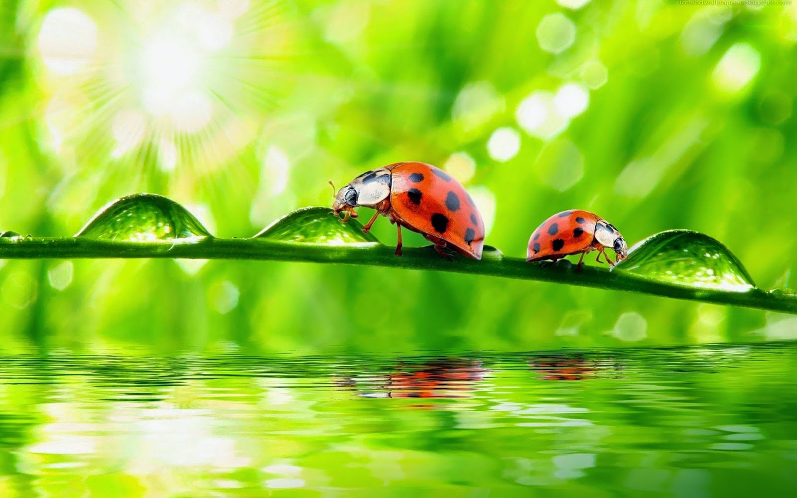 Beautiful Ladybugs Macro Wallpaper