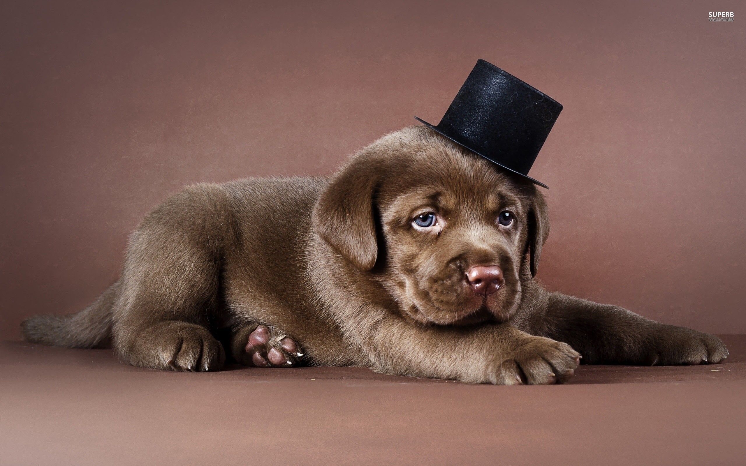 Related Pictures Chocolate Labrador Dog Wallpaper Dog Wallpaper