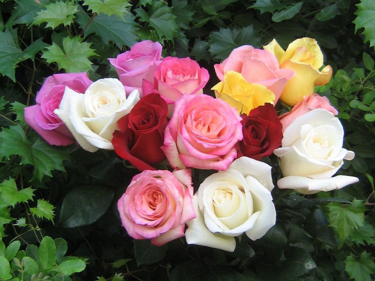 Beautiful Color Roses Wallpaper