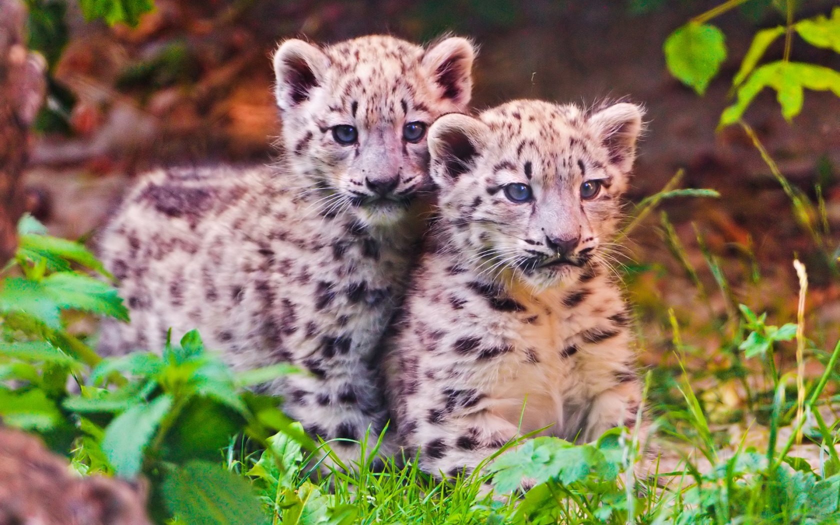 Baby Snow Leopard Wallpaper Two Cute Siblings