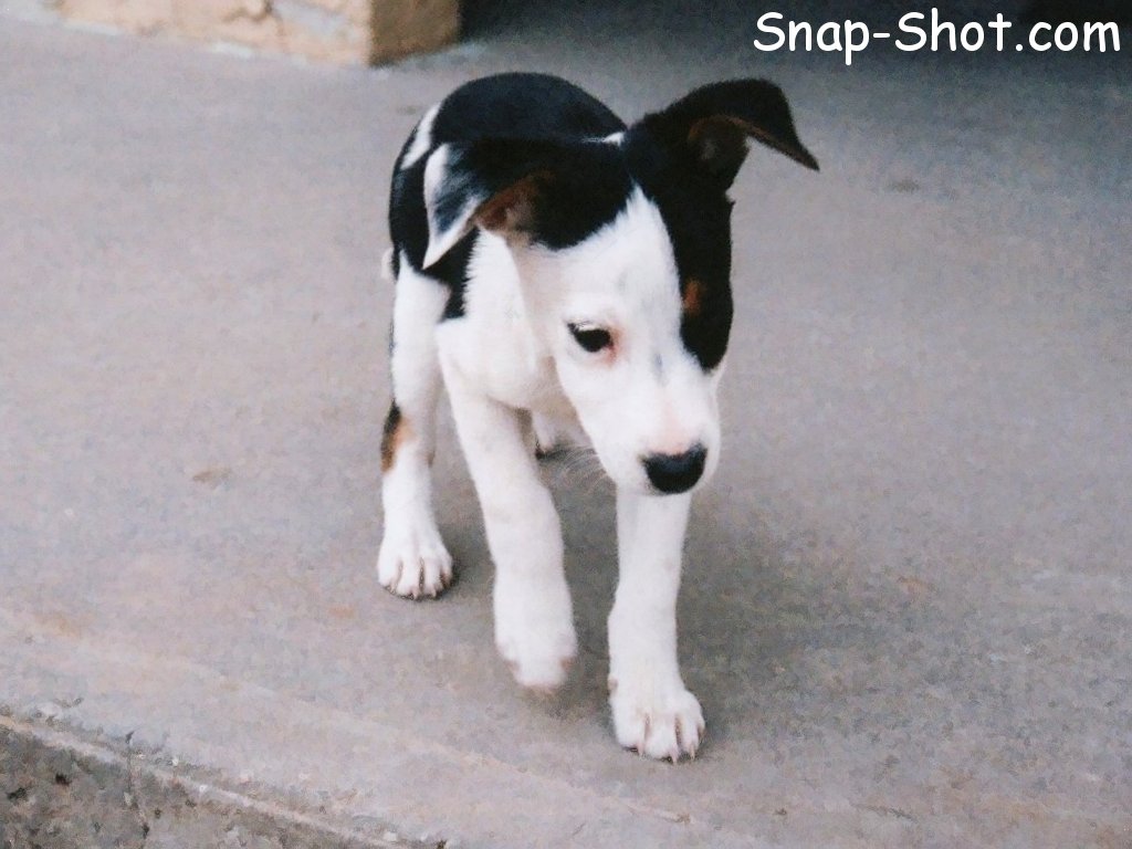Picture And Wallpaper Of Pet Dog Puppy Black White