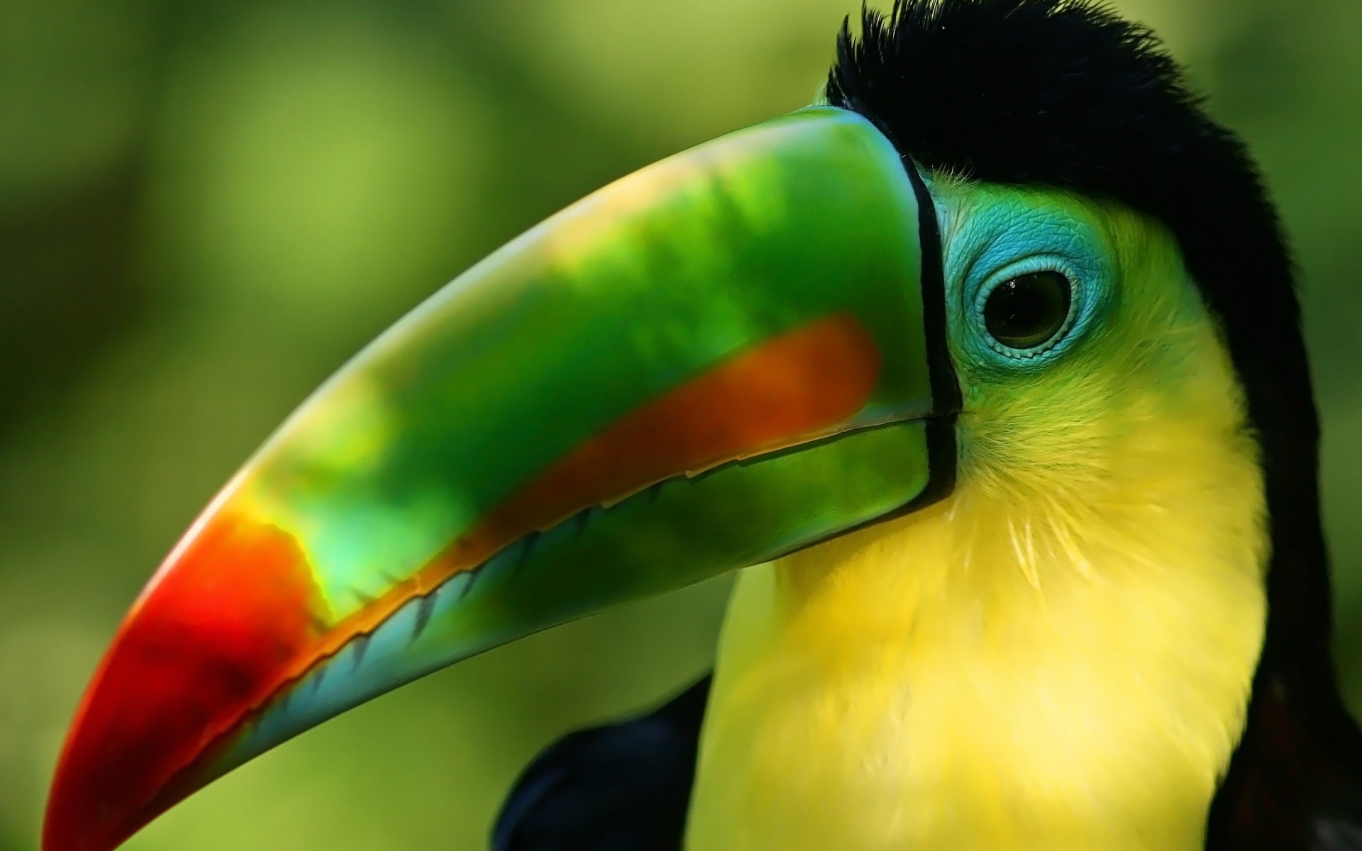 Parrot Background Wallpaper