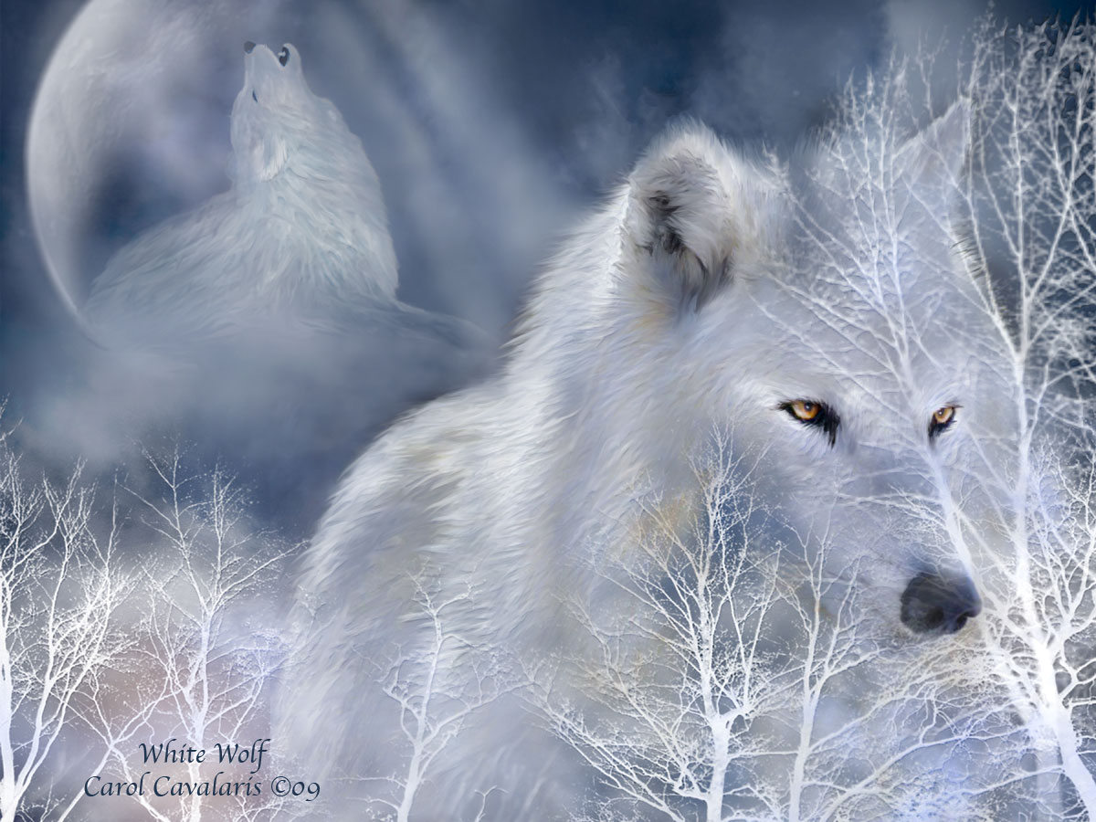 White Wolf Wallpaper HD In Animals Imageci