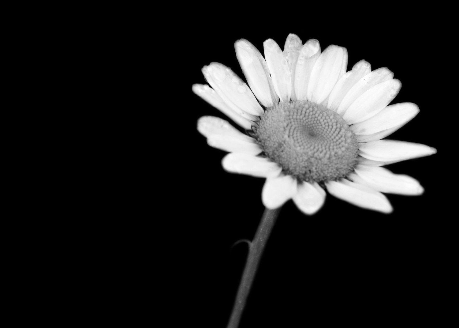 Daisy Black And White 14581 Hd Wallpapers in Flowers   Imagescicom