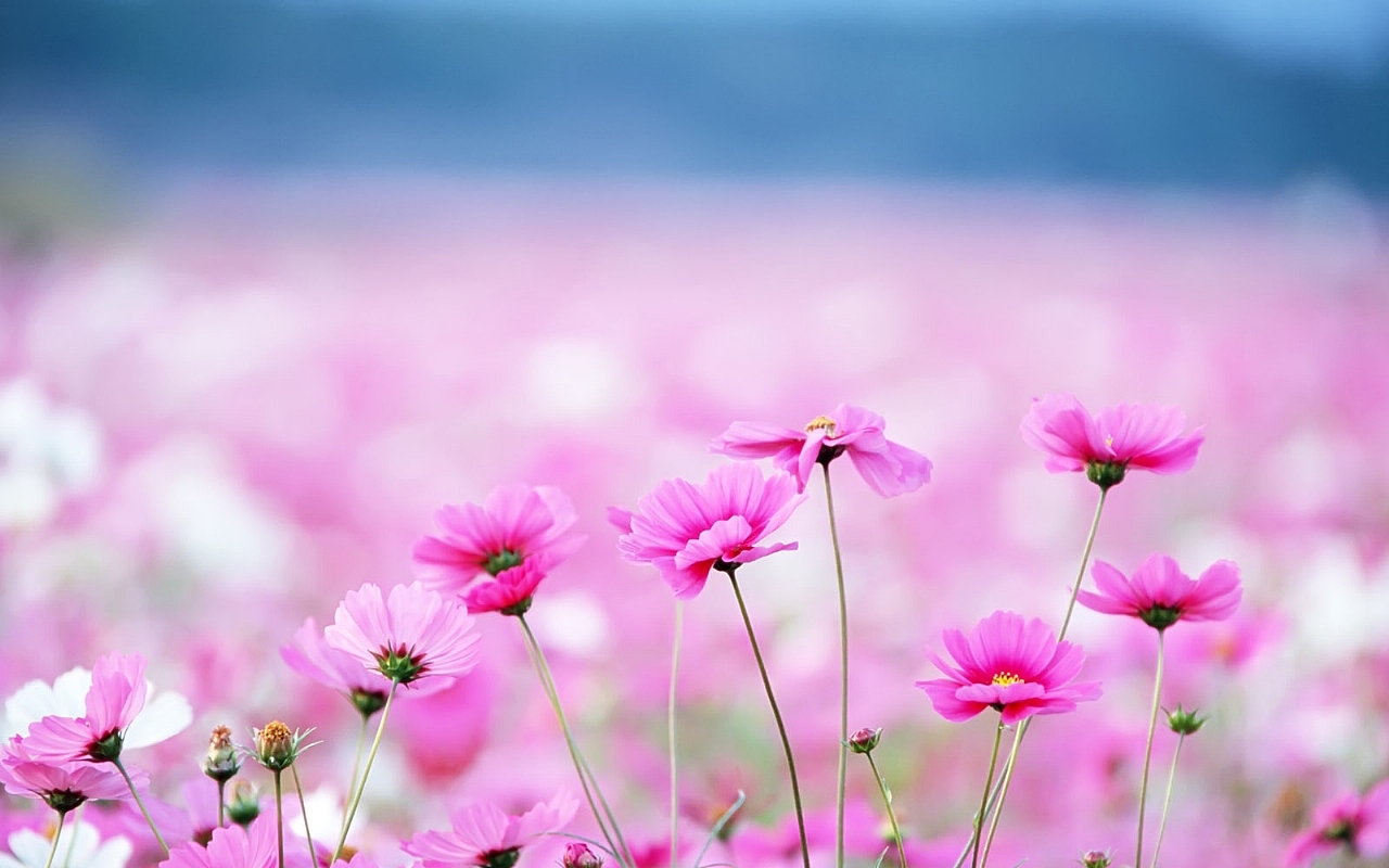 Pink Flower Wallpaper For Desktop High Quality