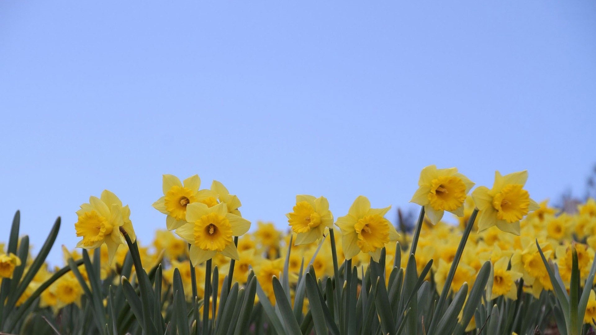Daffodils Flower Wallpaper HD Desktop Background