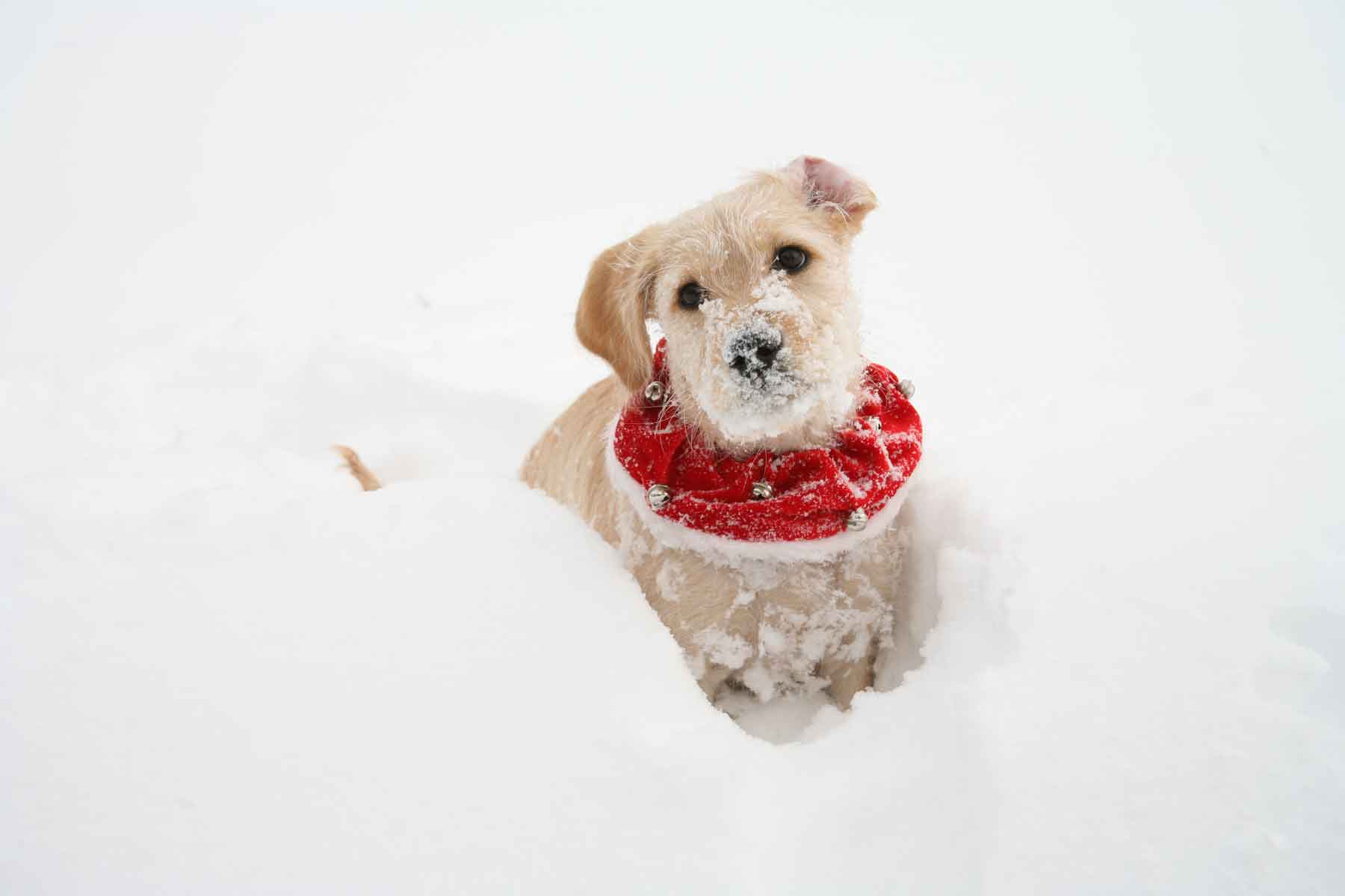 Puppy In Snow Wallpaper Puter