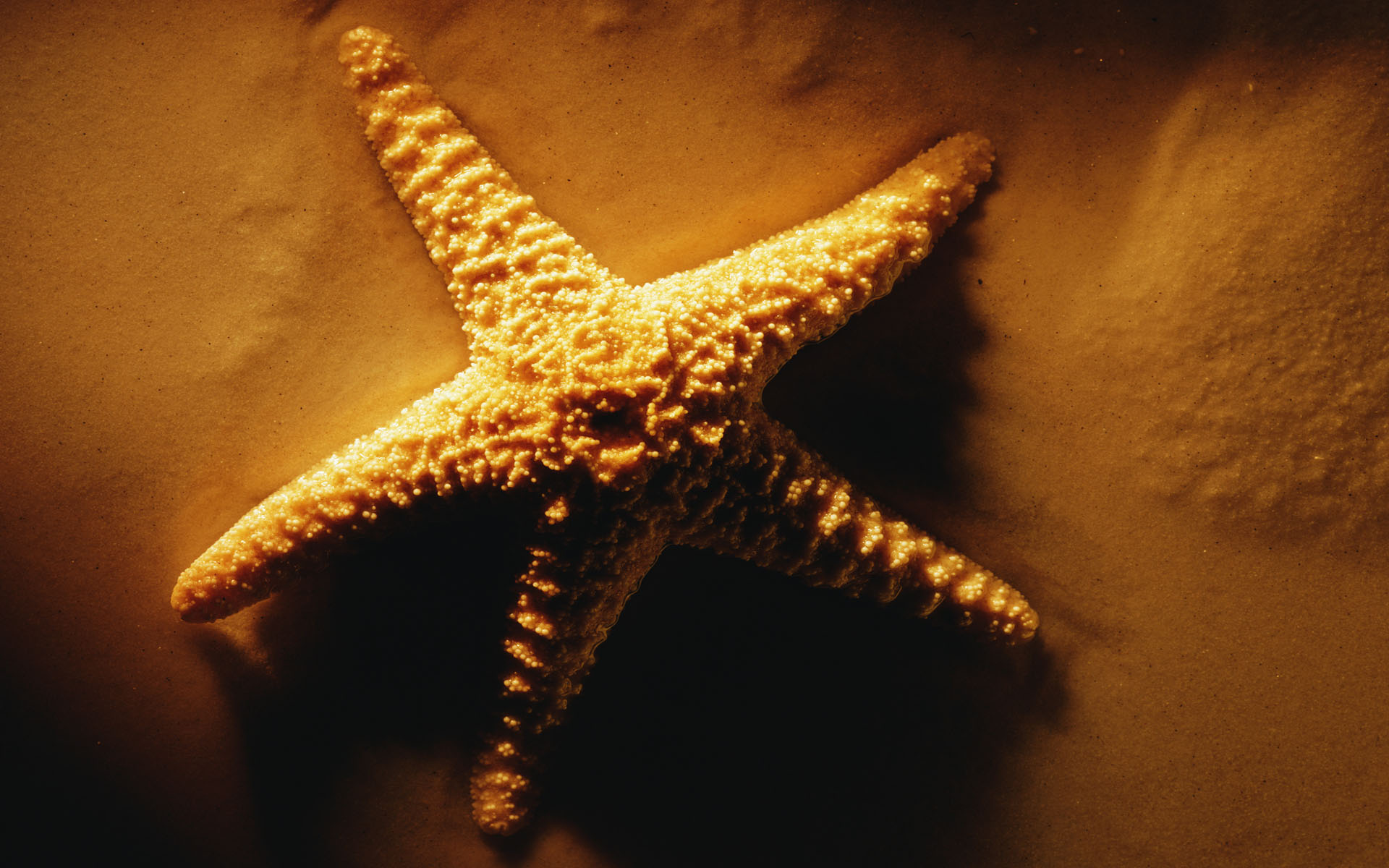 Starfish On Sand Wallpaper And Image Pictures Photos