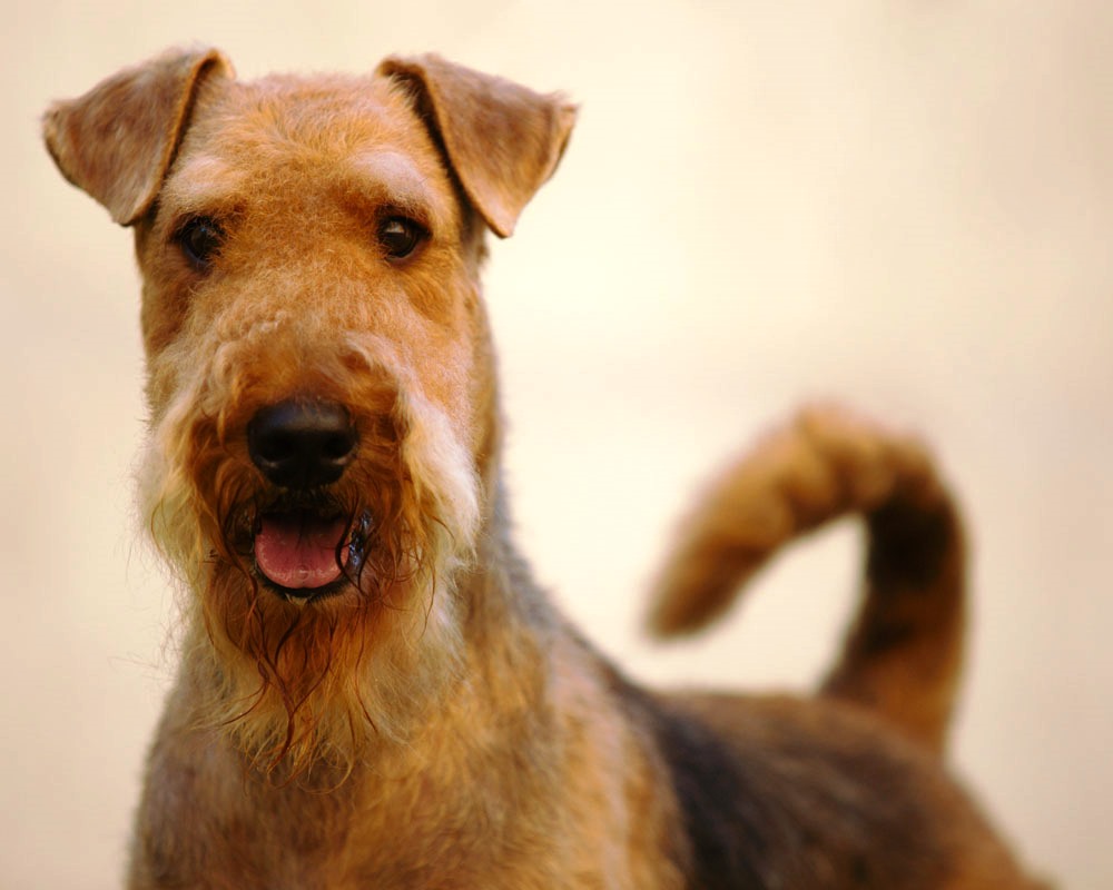 Airedale Terrier High Quality HD Wallpaper Nature