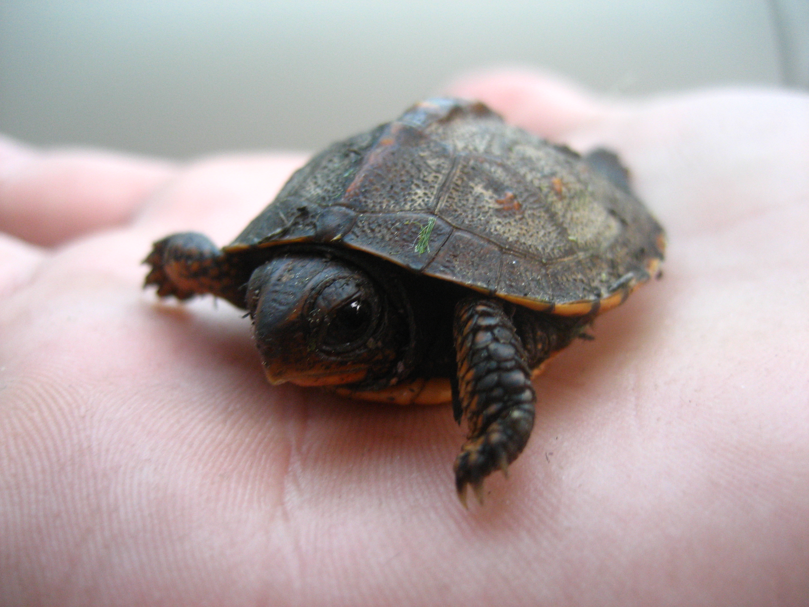 File Baby Turtle On Hand Jpg Wikipedia