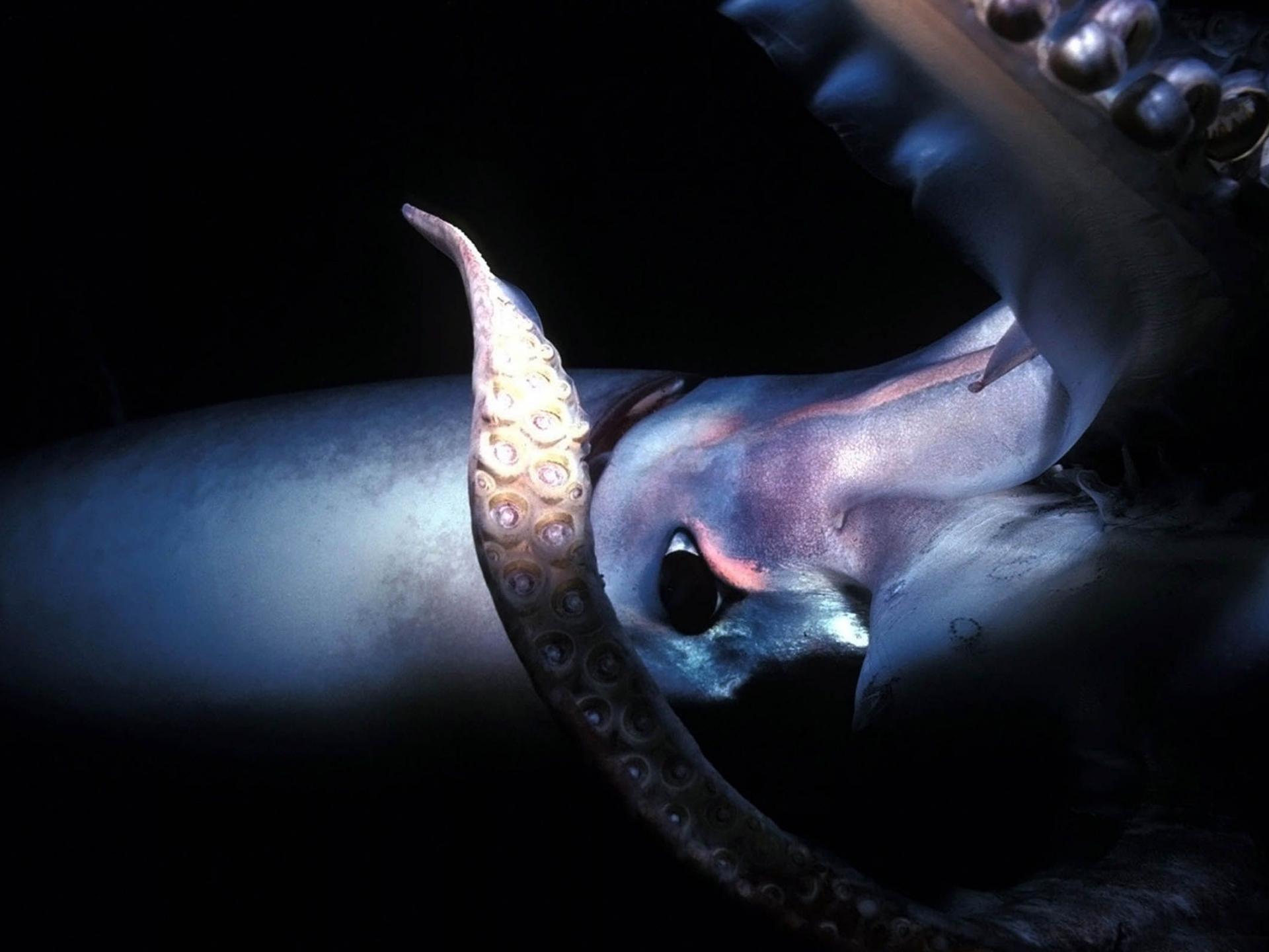Squid Deep Sea Animal Desktop Wallpaper Giant