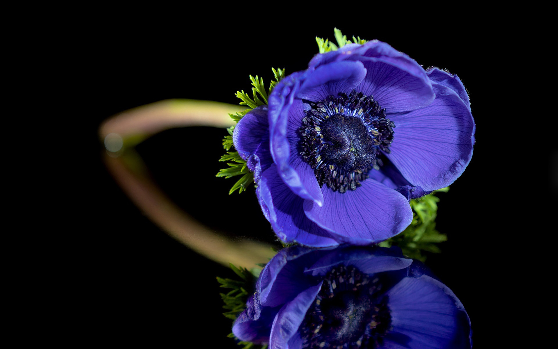 Anemone HD Reflection Blue Flower Wallpaper