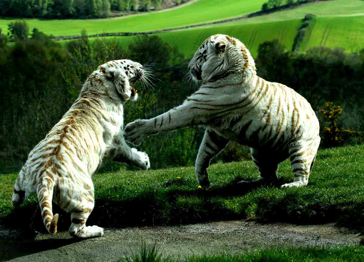 White Tigers Photography Fighting