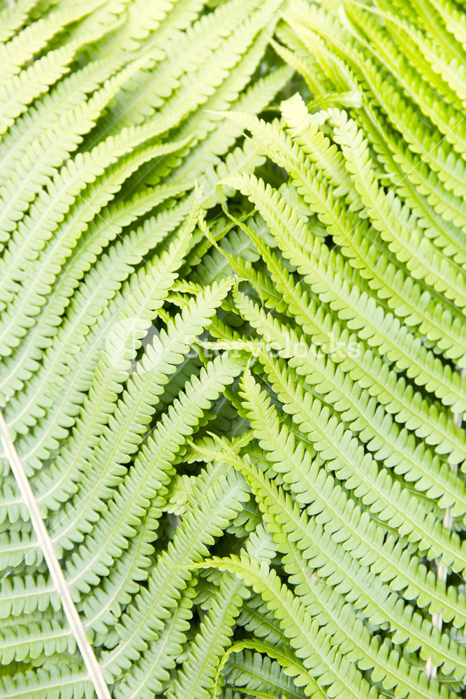 Fern Polypody Adder S Tongue Plant Abstract Background Texture