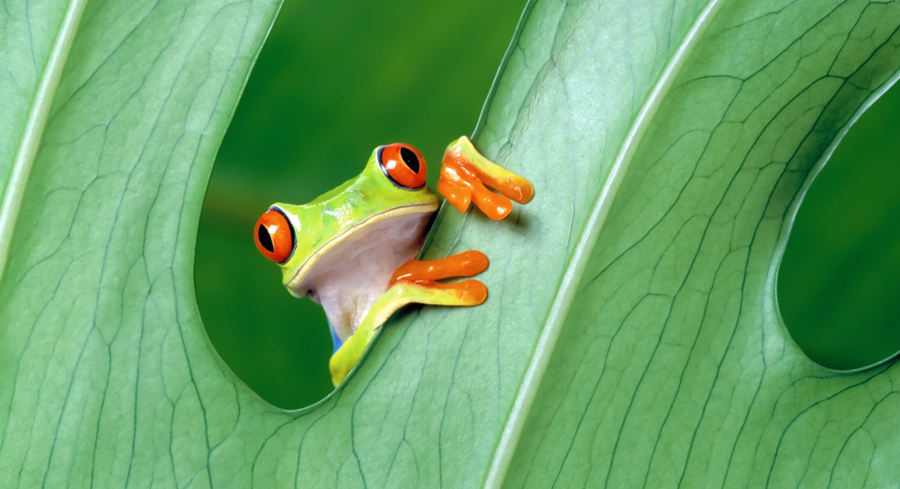 Frog Wallpaper Free Download