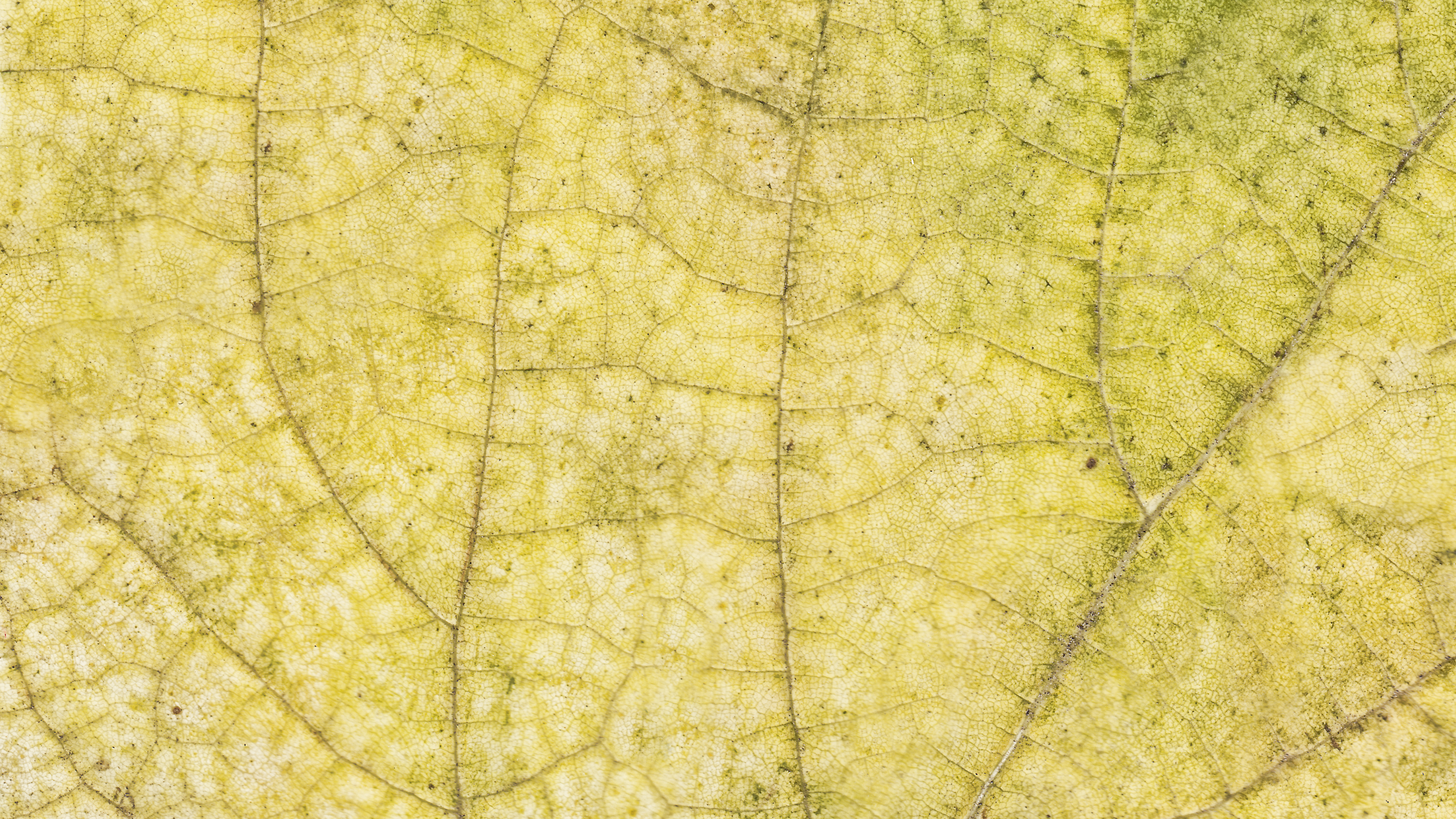 Link To Autumn Leaf Texture Hi Res X Personal