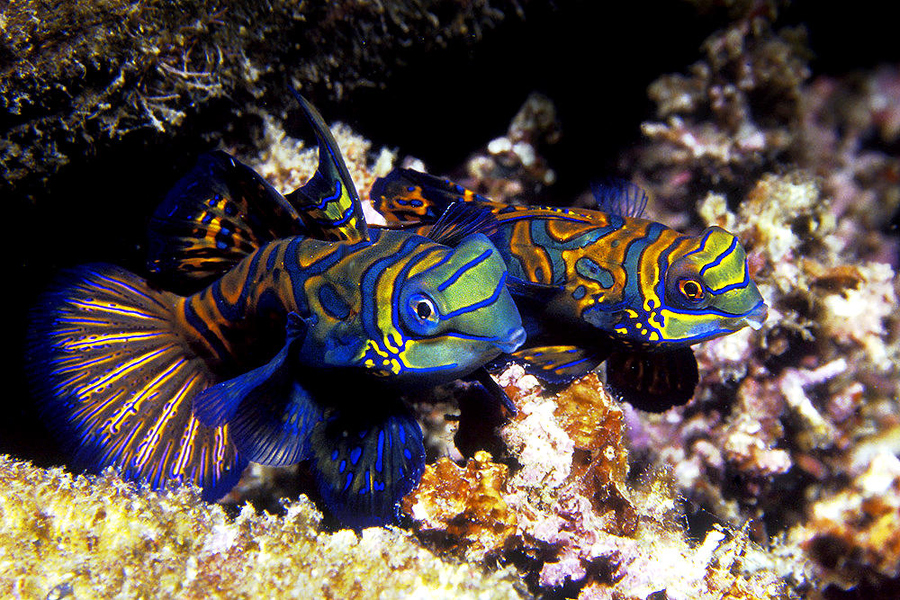 Mandarin Fish Wallpaper Pictures HD Animal