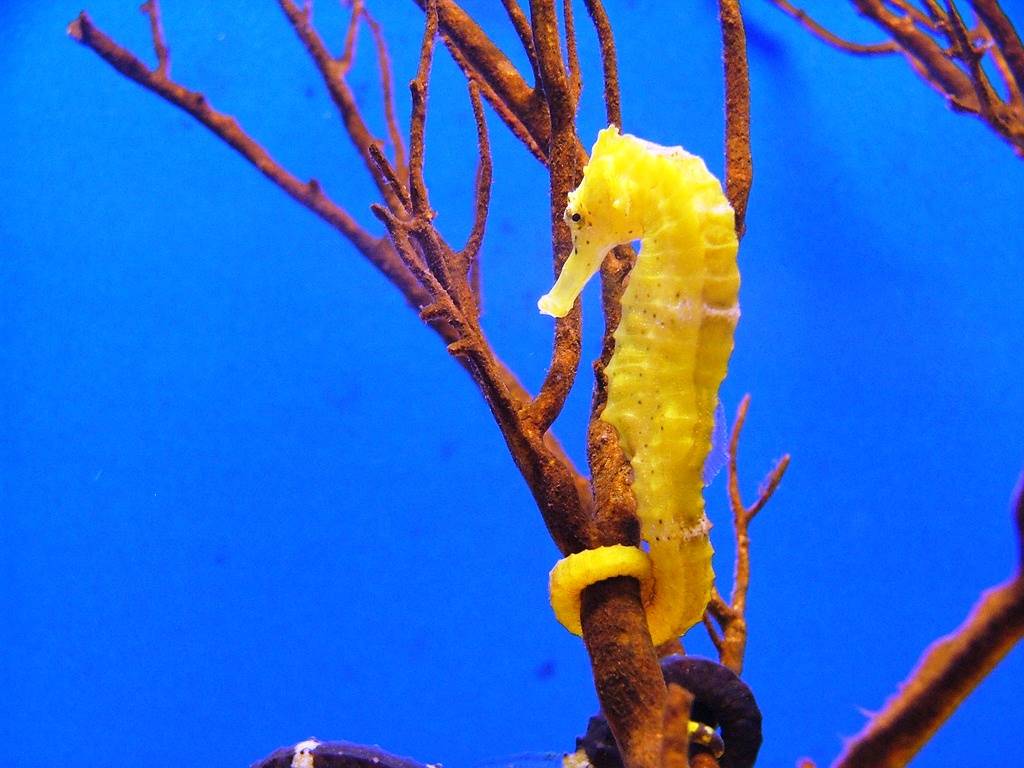 Desktop Background Chillcover Colorful Seahorse