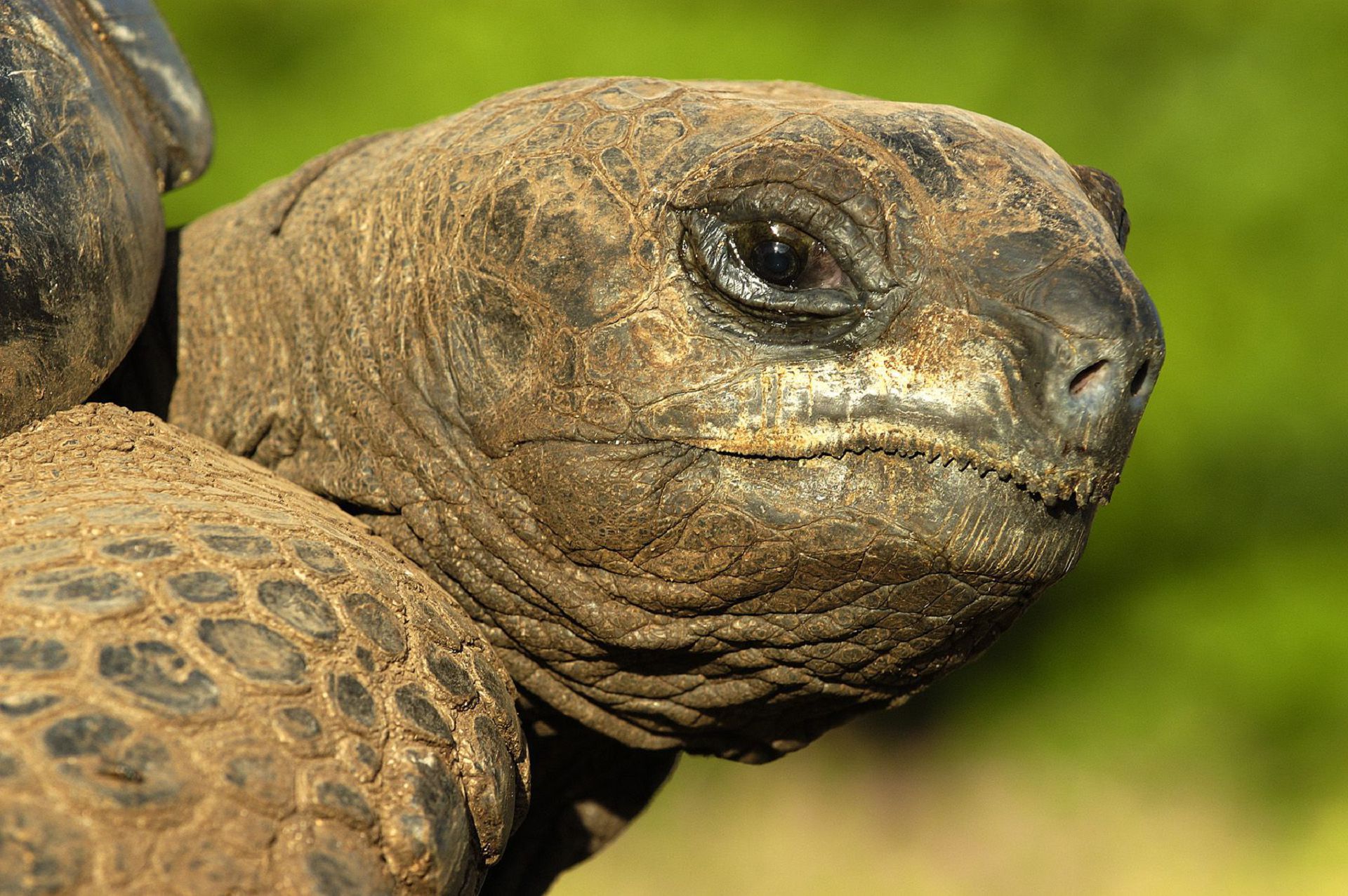 Aldabra Giant Tortoise Wallpaper Background