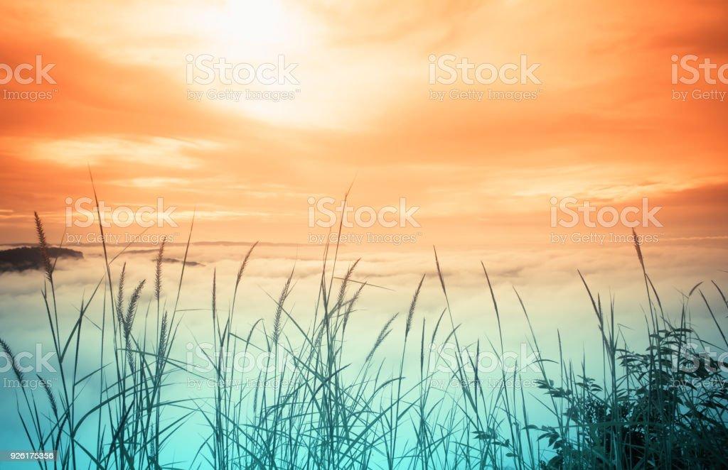 Morning Sunrise Sea Mist And Grass Flower Nature Wallpaper