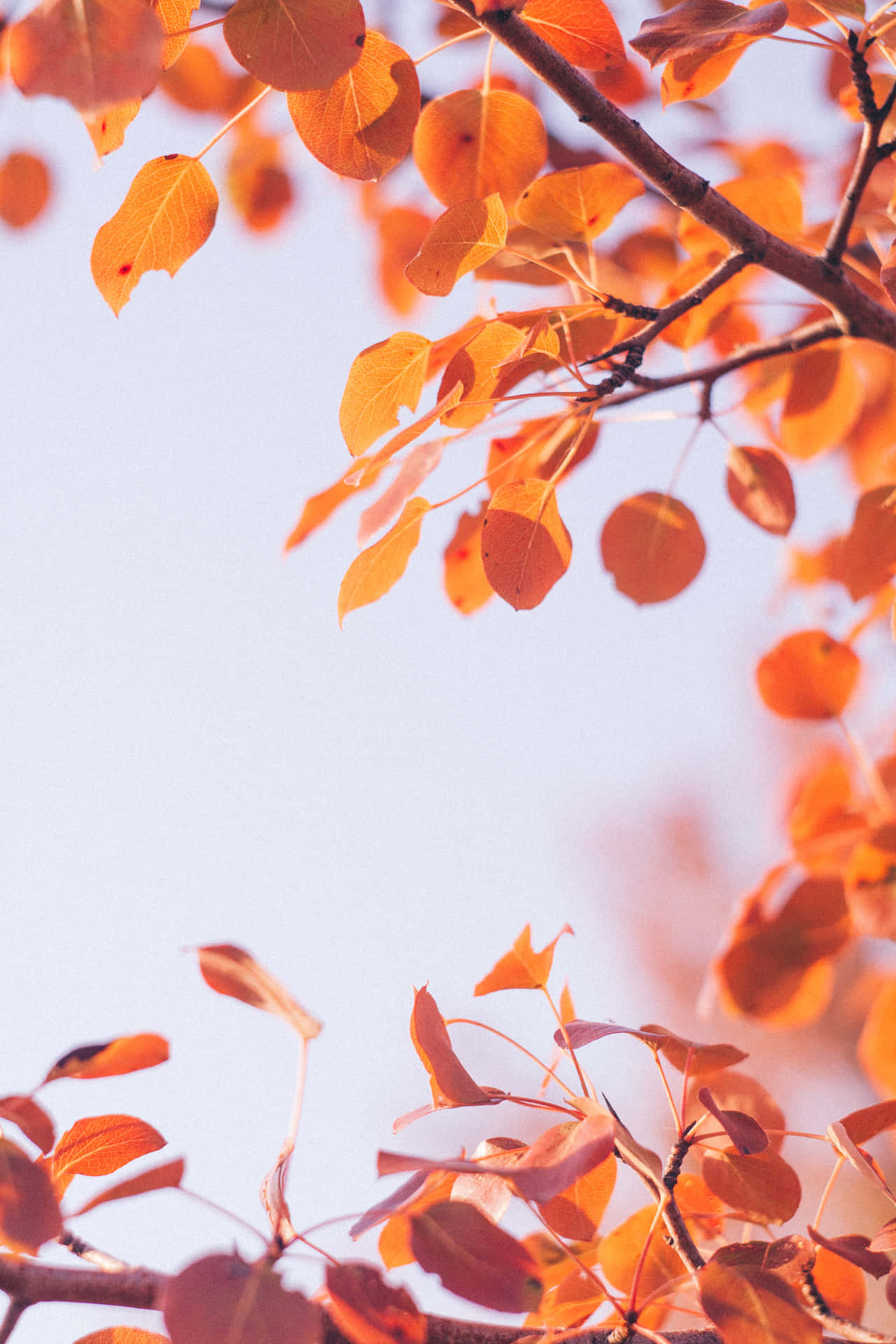 Fall Wallpaper