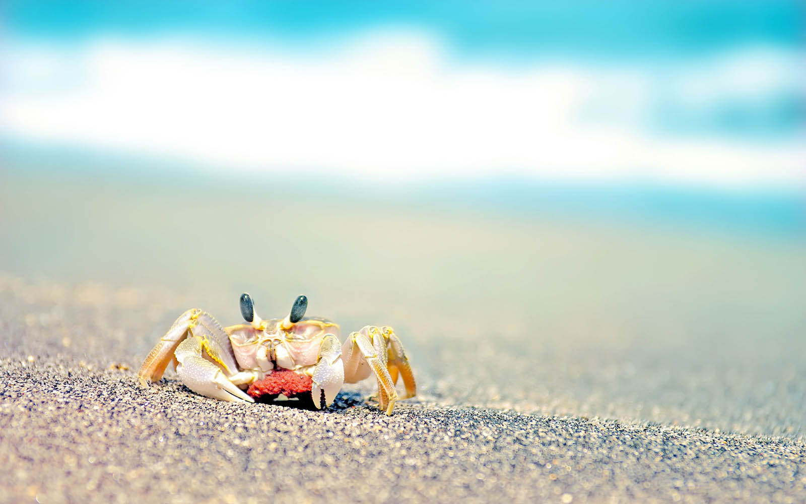 Tag Crab Wallpaper Background Photos Image And Pictures For