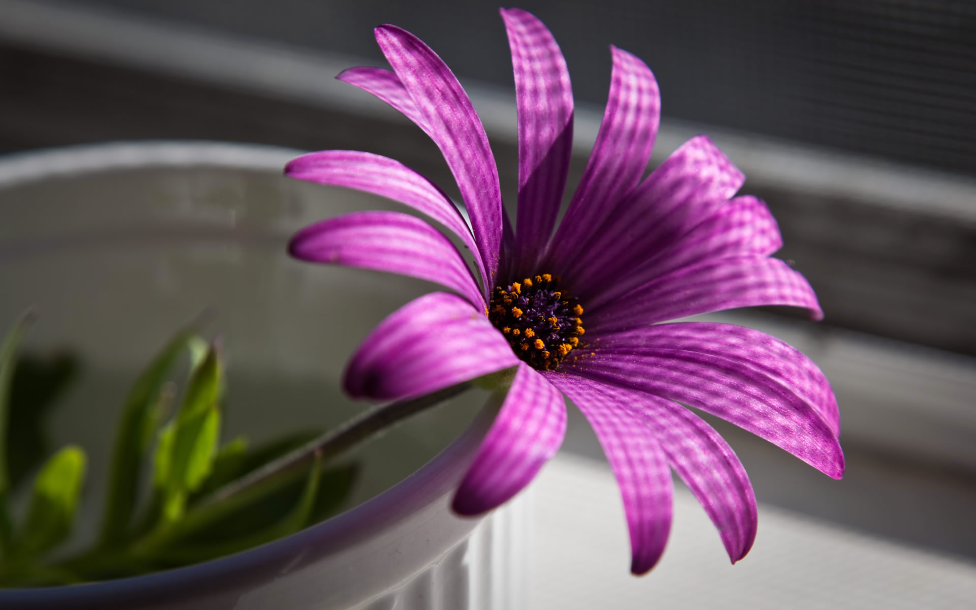 Purple Flower In The Pot High Quality Wallpaper