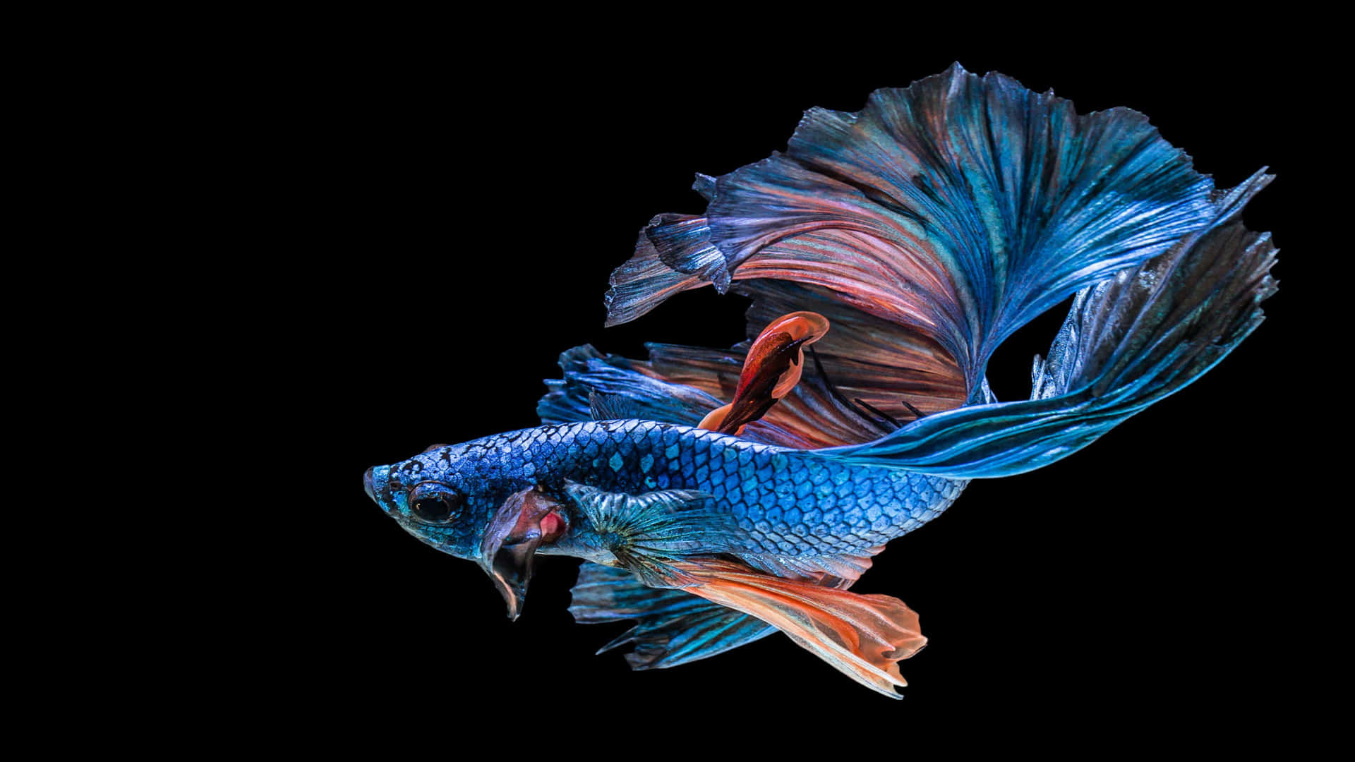 Beautiful Fish Wallpaper For Desktop