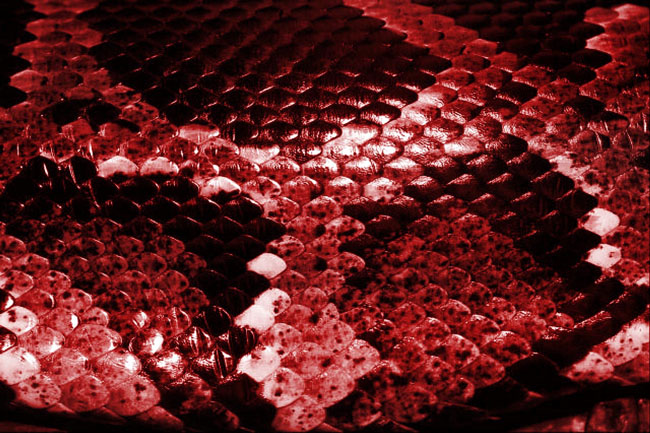 Snakeskin Texture By Echo01000101