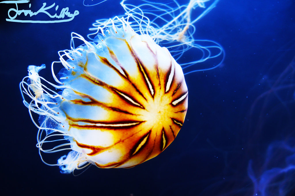 Plasma Orange Jellyfish By Jkase911