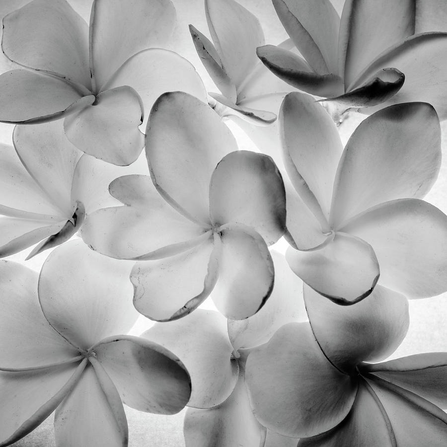 Plumeria Or Frangipani Flowers Background Photograph By