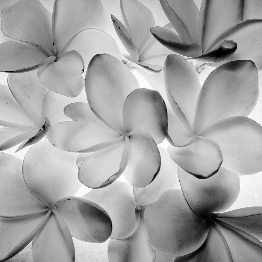 Free download Plumeria or frangipani flowers background Photograph by