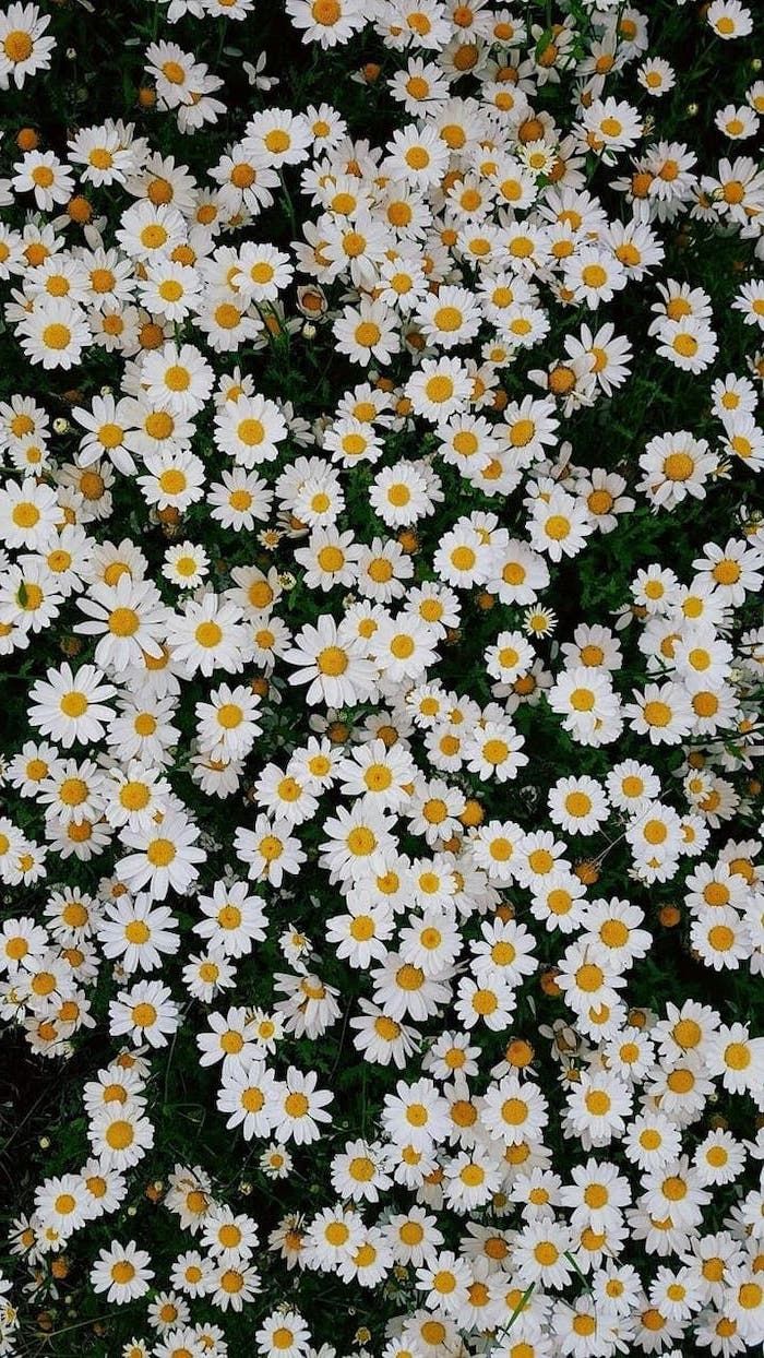 Spring Desktop Wallpaper Lots Of Small White Daisies Floral