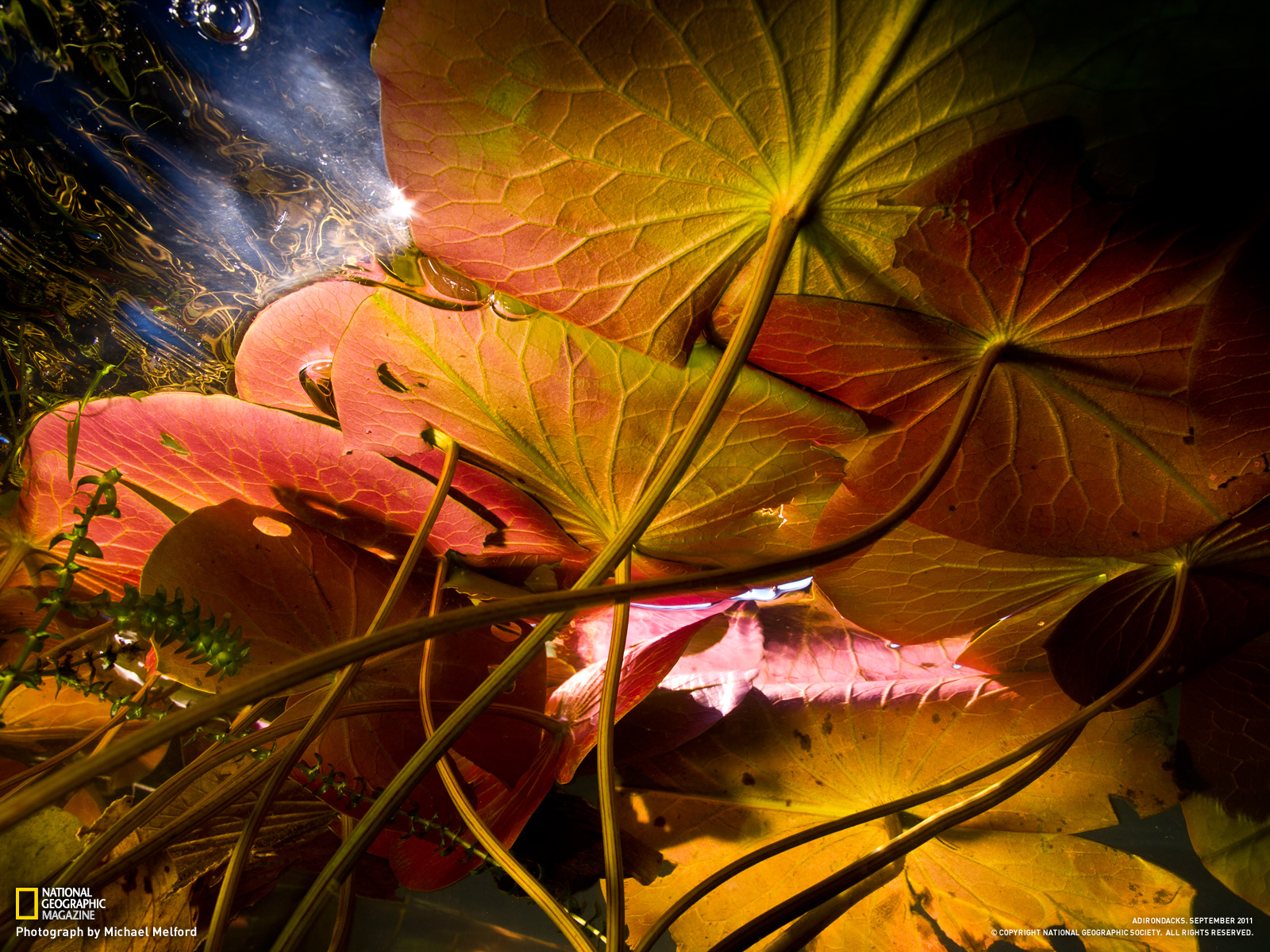Lily Pad Picture Nature Wallpaper National Geographic Photo Of The