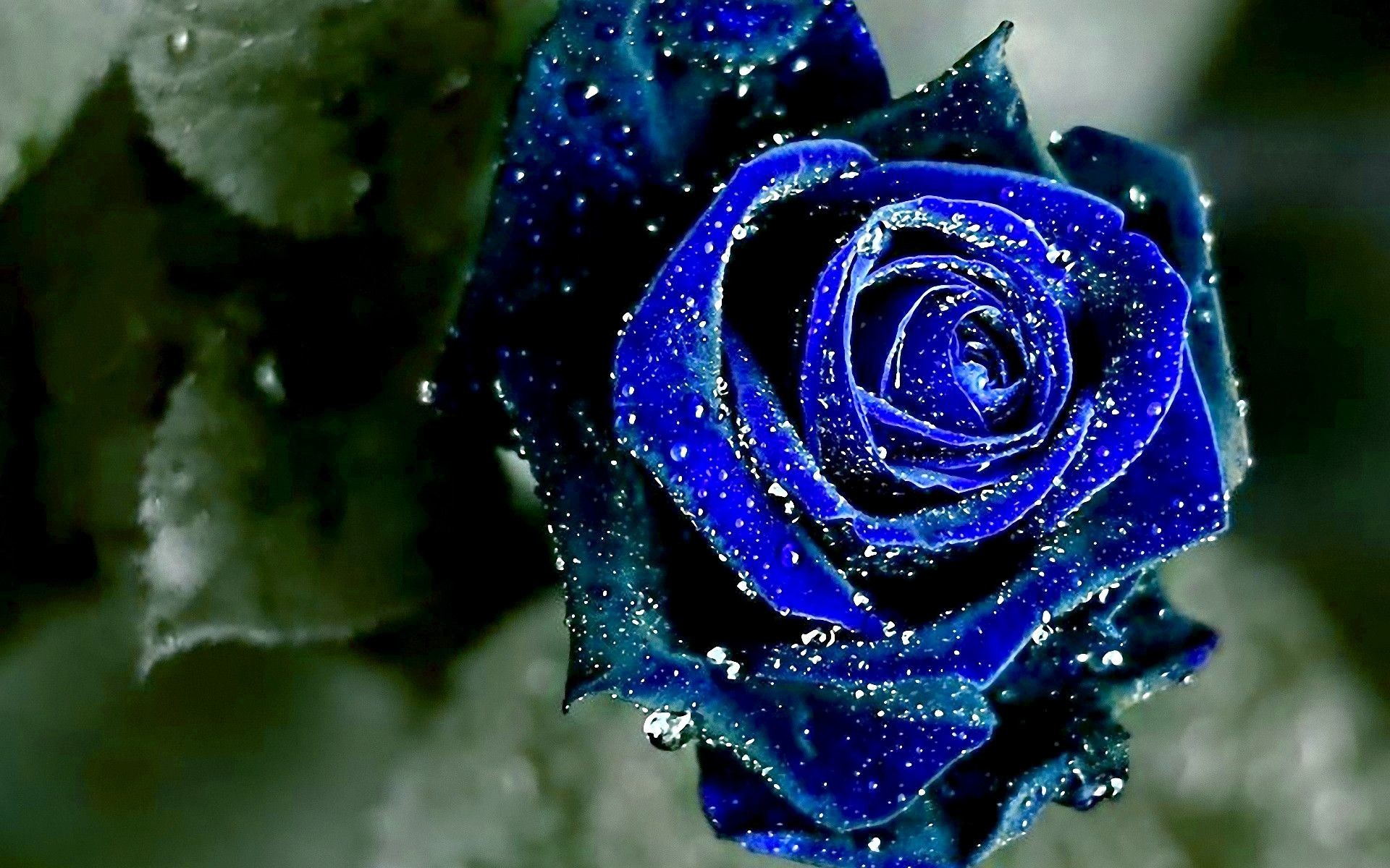 Die Besten Rosen Wallpaper